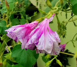 ipomoea blue tiger